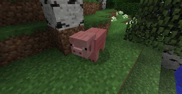 Świnie najczęściej poruszają się w stadach - Minecraft: Zwierzęta - moby - Minecraft - poradnik do gry
