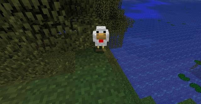 Kurczaki uwielbiają wszelkie zbiorniki wodne - Minecraft: Zwierzęta - moby - Minecraft - poradnik do gry