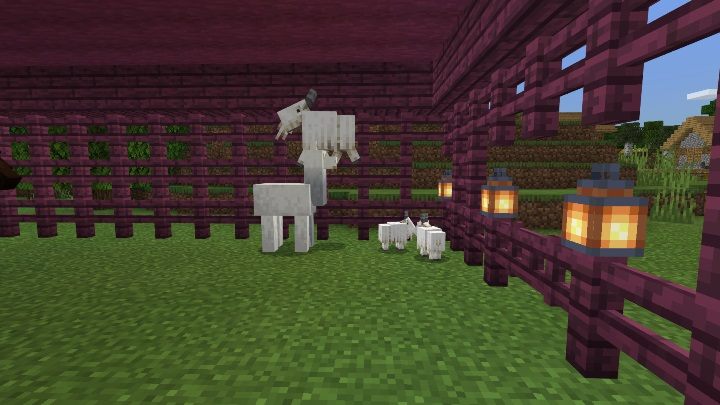 Kozy dzielą się na trzy typy: zwykła, mała i krzycząca - Minecraft Caves & Cliffs: Koza - występowanie, zastosowanie - Minecraft - poradnik do gry