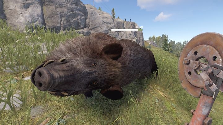 By pozyskać przedmioty po zabiciu zwierzęcia, należy zredukować pasek zdrowia truchła do zera, poprzez ataki wręcz - nie każda broń jest w tym równie efektywna - Rust: Porady na start - wskazówki dla początkujących - Rust - przewodnik przetrwania - poradnik do gry