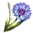 Corn Flower - ESO: Alchemia - rozpuszczalniki, odczynniki - gdzie znaleźć? Efekt, porady - The Elder Scrolls Online - poradnik do gry