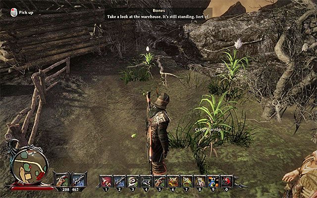 Przykładowa rzepa nadająca się do zabrania - Enjoy Your Meal! (Smacznego!) | Poboczne zadania - Calador | Risen 3 - Risen 3: Władcy Tytanów - poradnik do gry