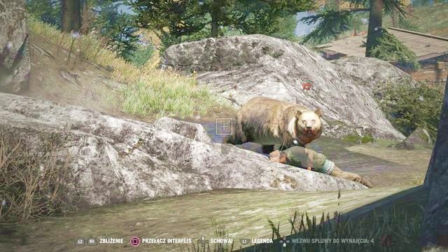 Miś jest bardzo zły - w przypadku szarży staraj się zejść mu z drogi. - Tydzień mody w Kyracie | Aktywności w Far Cry 4 - Far Cry 4 - poradnik do gry
