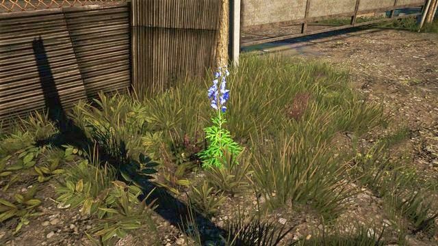 Kolor rośliny mówi o tym, jaki liść otrzymasz. - Mikstury w Far Cry 4 | Podstawy - Far Cry 4 - poradnik do gry