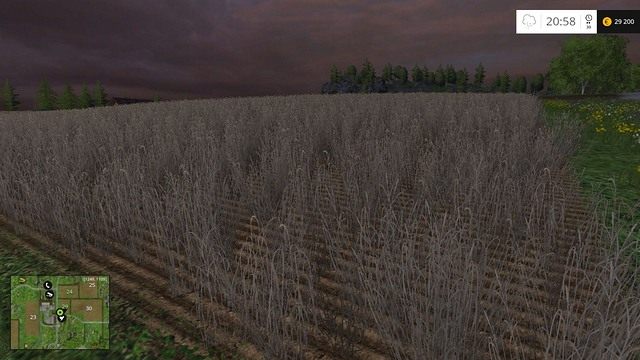 Zbyt długo niezbierane rośliny usychają. - Porównanie opłacalności w Farming Simulator 15 | Uprawy - Farming Simulator 15 - poradnik do gry