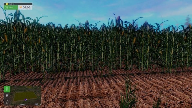 Dojrzewająca kukurydza. - Kukurydza i sieczka | Uprawy w Symulator Farmy 2015 - Symulator Farmy 2015 - poradnik do gry