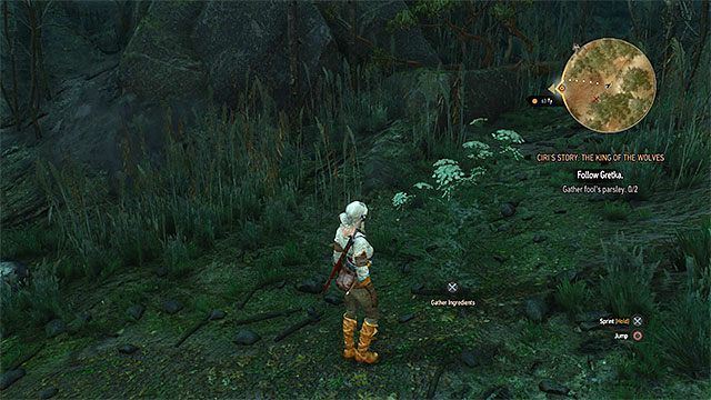 Blekot i tojad zdobędziesz dzięki odnajdywaniu interaktywnych roślinek - Wiedźmin 3 Dziki Gon: Historia Ciri, Król Wilków - solucja, opis przejścia - Wiedźmin 3 Dziki Gon - poradnik do gry