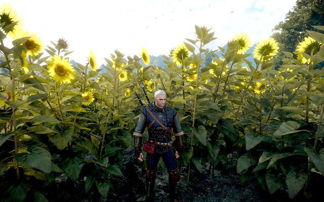 Wyśmienity rynsztunek szkoły kota - Wiedźmin 3 Dziki Gon: Rynsztunek szkoły kota - Wyśmienity - Wiedźmin 3 Dziki Gon - poradnik do gry