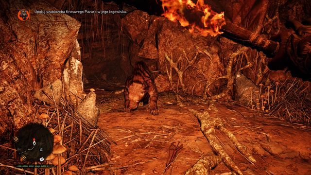 Pułapka unieruchamiająca da Ci trochę czasu na zaatakowanie tygrysa. - Krwawy Pazur | Polowania Władcy Zwierząt | Far Cry Primal - Far Cry Primal - poradnik do gry