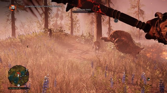 Oswojony tygrys szablozębny bardzo ułatwia zabijanie wilków. - Czerwone Śniegi | Polowania Władcy Zwierząt | Far Cry Primal - Far Cry Primal - poradnik do gry