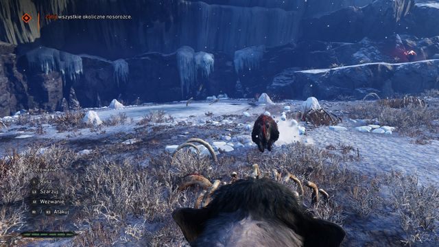 Uciekaj przed szarżą, bądź również pędź w stronę nadbiegającego nosorożca. - Zwierzęcy pojedynek | Legenda Mamuta | Far Cry Primal - Far Cry Primal - poradnik do gry