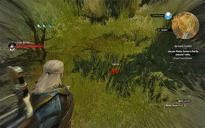 Musisz znaleźć pawie pióro - Beauclairskie safari | Kontrakty wiedźmińskie i poszukiwania skarbów Wiedźmin - Wiedźmin 3: Krew i wino - poradnik do gry