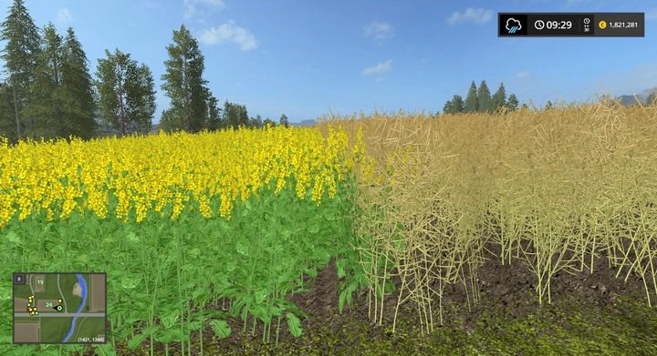 Rzepak - ten po prawej jest gotowy do zebrania - Zboża, ziarna i słoma w Farming Simulator 17 | Informacje o uprawach - Farming Simulator 17 - poradnik do gry