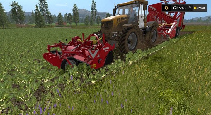 Dojrzałe do zbioru buraki mają zielone liście i widoczne są już warzywa na powierzchni ziemi - Rośliny bulwiaste w Farming Simulator 17 | Informacje o uprawach - Farming Simulator 17 - poradnik do gry