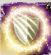 Opis - Rasy w Divinity Original Sin 2 | Drużyna - Divinity Original Sin 2 - poradnik do gry