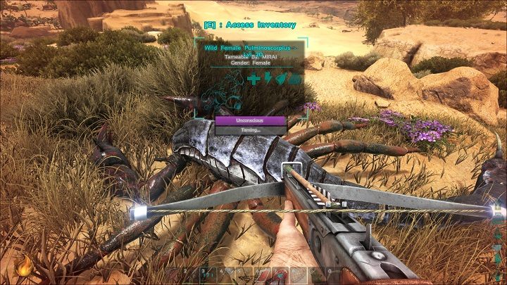 Fioletowy pasek oznacza pozostały czas do przebudzenia stworzenia - ARK: Oswajanie - podstawy - ARK Survival Evolved - poradnik do gry
