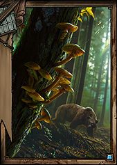 Mardroeme - ScoiaTael | Gotowe talie - Gwint - poradnik do gry