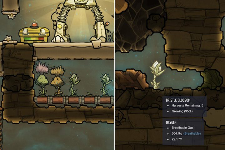 Bristle Blossom - Rośliny jadalne w Oxygen Not Included - Oxygen Not Included - poradnik do gry