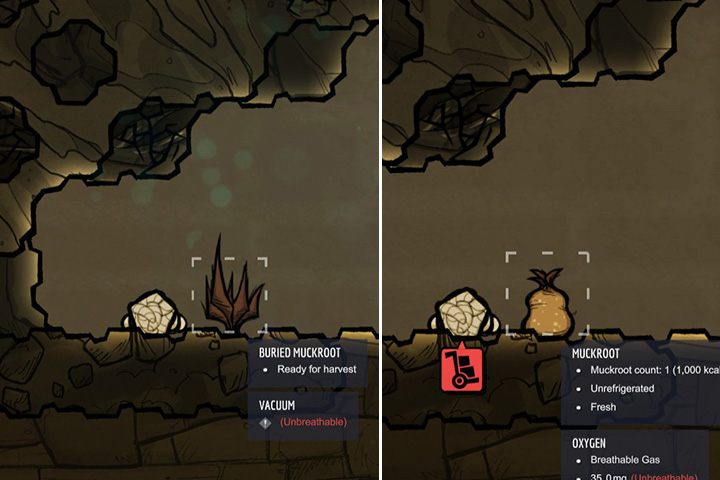 Muckroot - Rośliny jadalne w Oxygen Not Included - Oxygen Not Included - poradnik do gry