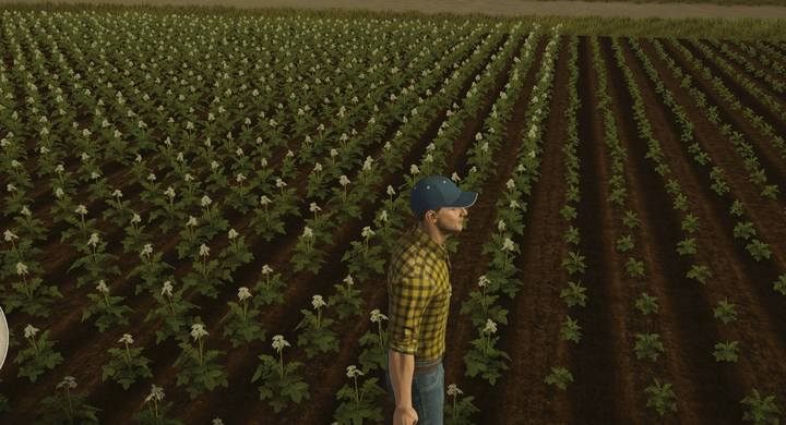 Na zdjęciu widoczne są rośliny w 1 i 2 fazie wzrostu. Będziesz je zbierał w 3 fazie, gdy wyglądają jak uschnięte roślinki - Uprawy polowe w Pure Farming 2018 - Pure Farming 2018 - poradnik do gry