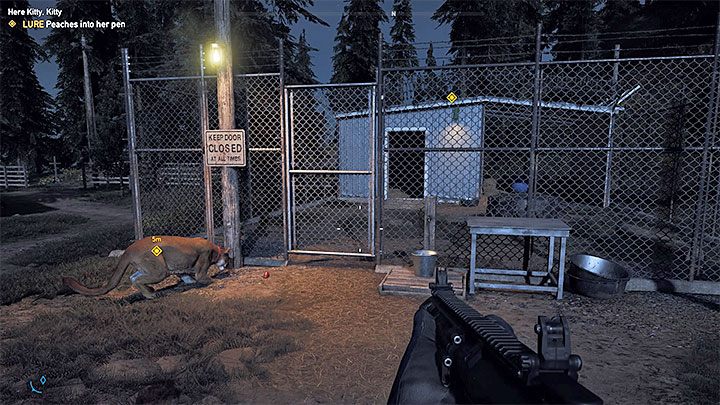 Umieszczenie na ziemi pojedynczego przysmaku nie załatwi sprawy, bo Peaches po skonsumowaniu go straci zainteresowanie - Kici, kici - nowy towarzysz | Rzeka Henbane | Solucja Far Cry 5 - Far Cry 5 - poradnik do gry