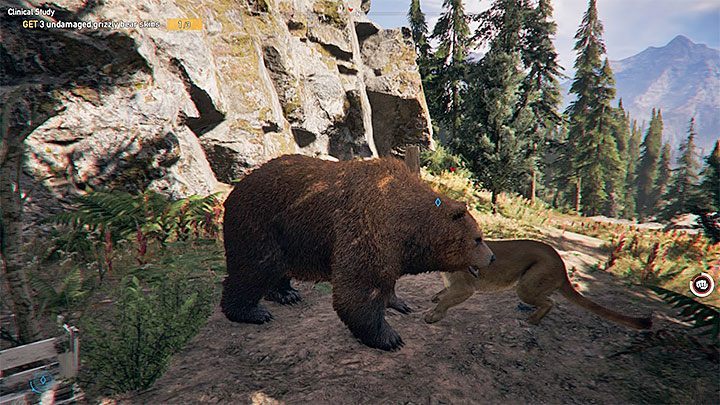 Zanim zapolujesz na niedźwiedzie grizzly przypomnij sobie podpowiedzi ze strony Polowanie na dzikie zwierzęta w naszym poradniku - Badania kliniczne | Rzeka Henbane | Solucja Far Cry 5 - Far Cry 5 - poradnik do gry