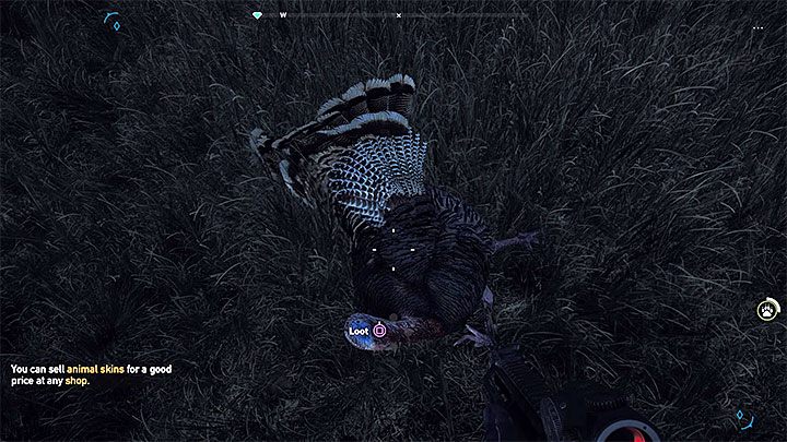 Po zlokalizowaniu jakiegoś indyka zachowaj bezpieczny dystans, bo w przeciwnym razie może on przystąpić do szarży i zacząć dziobać bohatera - Jak zabić indyka w Far Cry 5? - Far Cry 5 - poradnik do gry