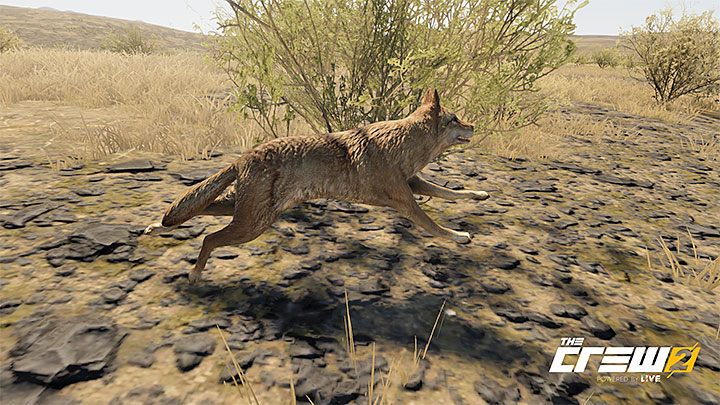 Opis: Bądź jak struś i zaskocz kojota - Album - Offroad | Zadań fotograficznych w The Crew 2 - The Crew 2 - poradnik do gry