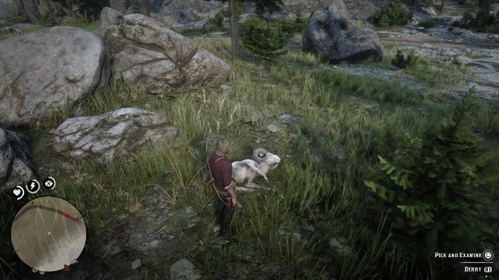 Owca będzie przed tobą uciekać nawet jeśli nie zaczniesz do niej strzelać - Red Dead Redemption 2: Legendarna Owca - mapy, porady - Red Dead Redemption 2 - poradnik do gry