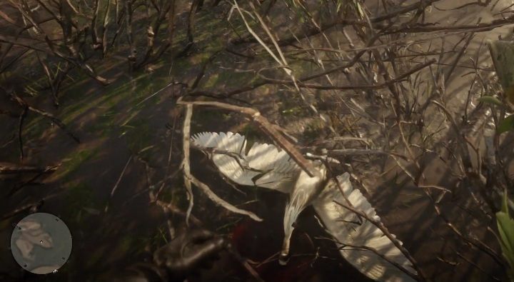 5 Little Egret Plumes - na terenie zaznaczonym na screenie powyżej powinieneś natrafić na czaple nadobne - Red Dead Redemption 2: Egzotyczne przedmioty - zlecenia, porady - Red Dead Redemption 2 - poradnik do gry