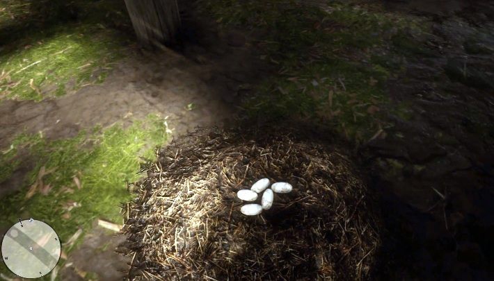 25 Gator Eggs - na jaja aligatorów trafisz w okolicy zaznaczonej na screenie powyżej - Red Dead Redemption 2: Egzotyczne przedmioty - zlecenia, porady - Red Dead Redemption 2 - poradnik do gry