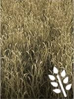 Wymagania: kultywator, siewnik, kombajn z nakładką do zbioru zbóż - Farming Simulator 19: Zboża i ziarna - uprawy - Farming Simulator 19 - poradnik do gry