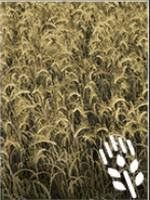 Wymagania: kultywator, siewnik, kombajn z nakładką do zbioru zbóż - Farming Simulator 19: Zboża i ziarna - uprawy - Farming Simulator 19 - poradnik do gry