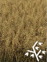 Wymagania: kultywator, siewnik, kombajn z nakładką do zbioru zbóż - Farming Simulator 19: Zboża i ziarna - uprawy - Farming Simulator 19 - poradnik do gry