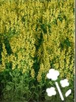 Wymagania: kultywator, siewnik, kombajn z nakładką do zbioru zbóż - Farming Simulator 19: Zboża i ziarna - uprawy - Farming Simulator 19 - poradnik do gry