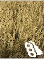 Wymagania: kultywator, siewnik, kombajn z nakładką do zbioru zbóż - Farming Simulator 19: Zboża i ziarna - uprawy - Farming Simulator 19 - poradnik do gry