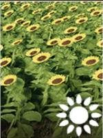 Wymagania: kultywator, sadzarka, kombajn z nakładką do zbioru kukurydzy lub słonecznika - Farming Simulator 19: Zboża i ziarna - uprawy - Farming Simulator 19 - poradnik do gry