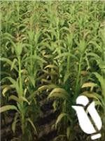 Wymagania: (opcjonalnie) pług, kultywator, sadzarka, kombajn z nakładką do zbioru kukurydzy - Farming Simulator 19: Zboża i ziarna - uprawy - Farming Simulator 19 - poradnik do gry