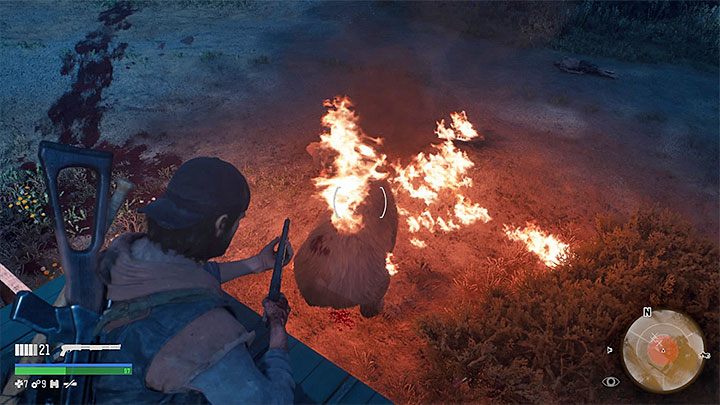 Na niedźwiedzie możesz też wpadać w dalszej części gry i nie będą już wtedy miały specjalnych pasków zdrowia - Days Gone: Niedźwiedź-boss - jak zabić? - Days Gone - poradnik do gry
