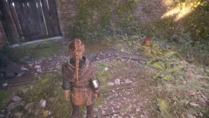 Lawendę znajdziesz na samym początku etapu - A Plague Tale Innocence: Herbarium Hugo - lista wszystkich kwiatów - A Plague Tale Innocence - poradnik do gry