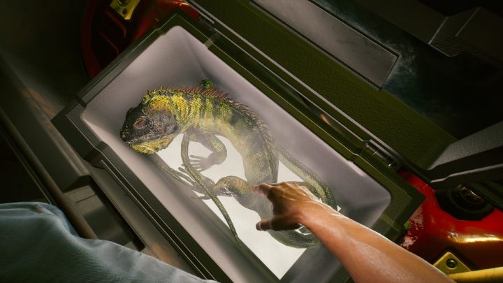Niestety, iguany nie można adoptować - Cyberpunk 2077: Czy można adoptować iguanę? - Cyberpunk 2077 - poradnik do gry