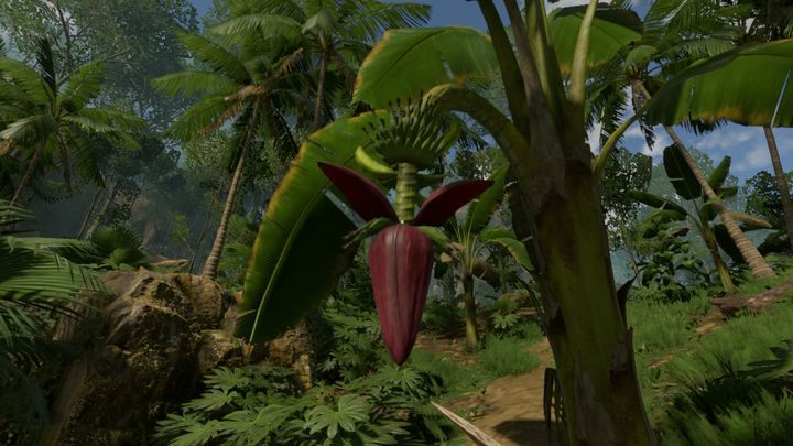 Tłuszcze możesz pozyskać za pomocą różnych rodzajów orzechów - Green Hell: Głód i pragnienie - Green Hell - poradnik do gry