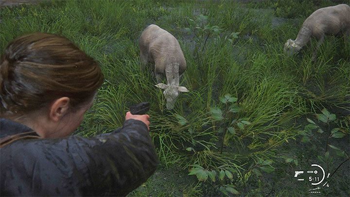 W etapie Wyspa Abby odwiedzi obszar na terenie wioski kultystów, gdzie pasą się owce - The Last of Us 2: Easter-eggi - rozdziały Abby - The Last of Us 2 - poradnik do gry