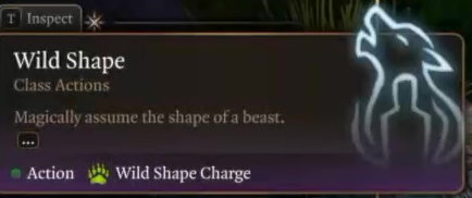 Po osiągnięciu poziomu 2, Druid uzyskuje dostęp do swojej sygnaturowej zdolności - Dzikiej postaci (Wild Shape) - Baldurs Gate 3: Druid poradnik BG3 - Baldurs Gate 3 - poradnik do gry