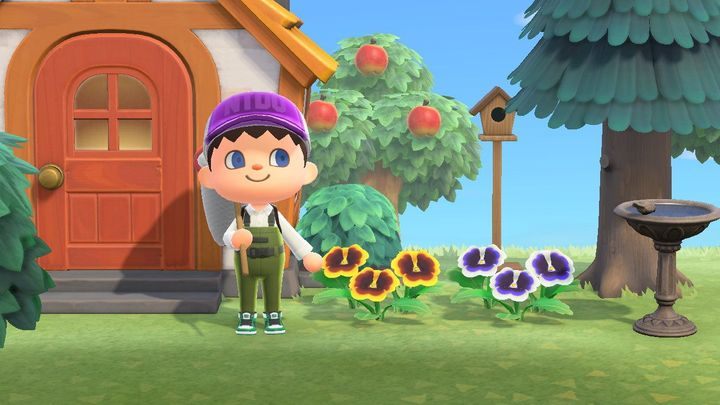 Pocztę odbierzecie codziennie rano - z Waszej skrzynki pocztowej przed domem. - ACNH: Poczta - kiedy przychodzi? - Animal Crossing New Horizons - poradnik do gry