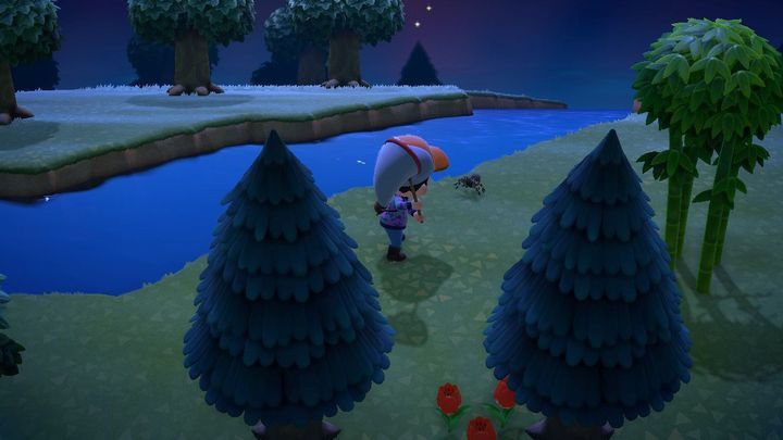 Teraz tarantula jest zaniepokojona, więc poczekacie aż się uspokoi zanim dalej podejdziecie. - ACNH: Pająk tarantula - jak go złapać? - Animal Crossing New Horizons - poradnik do gry