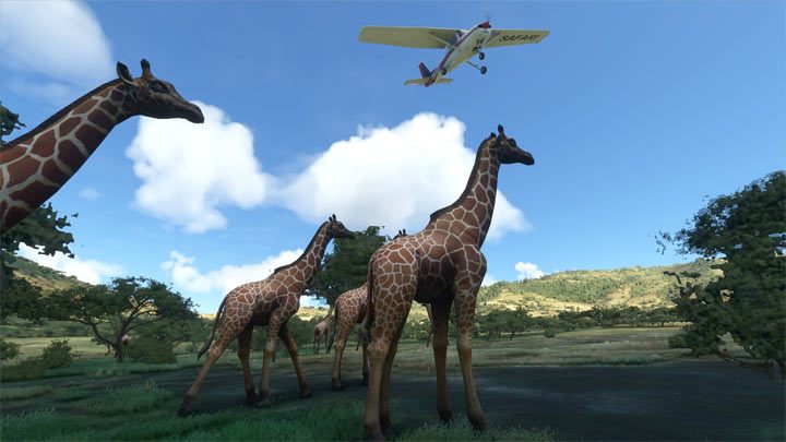 Jedną z atrakcji gry Microsoft Flight Simulator, która nie jest bezpośrednio związana z samolotami są animowane grupy zwierząt - Flight Simulator: Zwierzęta - jak znaleźć? - Microsoft Flight Simulator 2020 - poradnik do gry