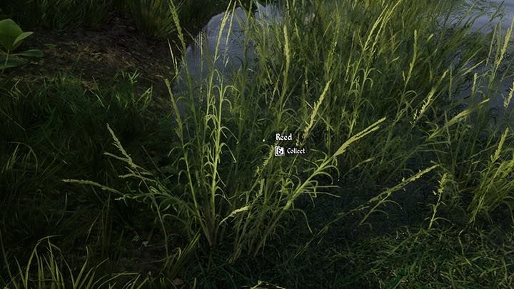 Ogromne skupiska trzciny w tej postaci znajdują się choćby na wschód od miejsca startowego, po drugiej stronie rzeki, ale znajdziesz ją też i w innych miejscach - Medieval Dynasty: Słoma - jak zdobyć? - Medieval Dynasty - poradnik do gry