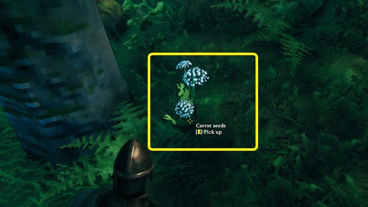 W grze Valheim niektóre nasiona, jak marchew (Carrot seeds) czy rzepy (Turnip) można znaleźć na obszarze określonych biomów - Valheim: Nasiona - jak wykorzystać? - Valheim - poradnik do gry