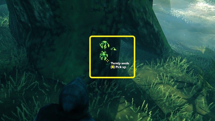 Nasiona rzepy (Turnip seeds) można znaleźć na bagnach (Swamps biome) - rosną na cienkich łodygach i mają charakterystyczne, żółto-zielone kwiaty, które można zauważyć na powyższym obrazku - Valheim: Nasiona rzepy/Turnip seeds - jak zdobyć? - Valheim - poradnik do gry